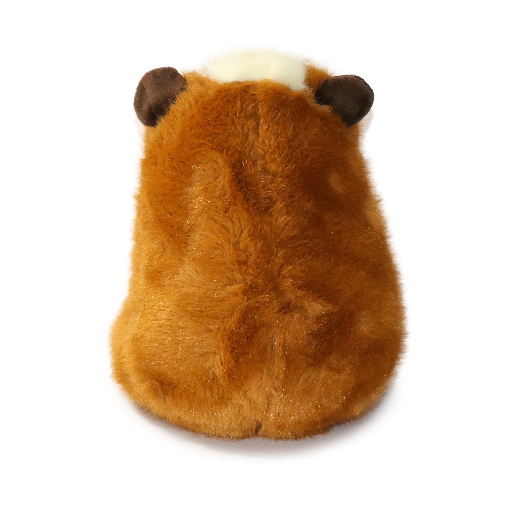 Image of 9-inch Toffee Guinea Pig with White Face