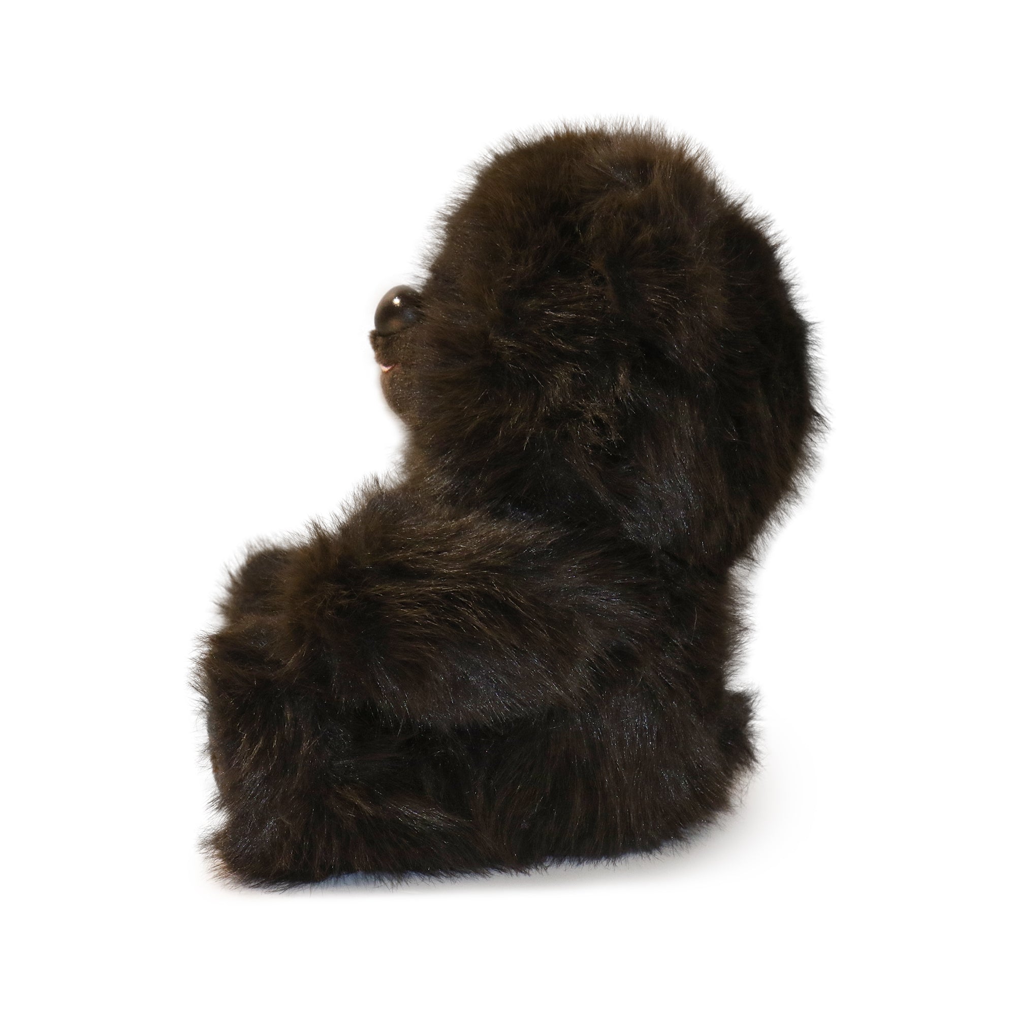 Image of Honeywood Bear